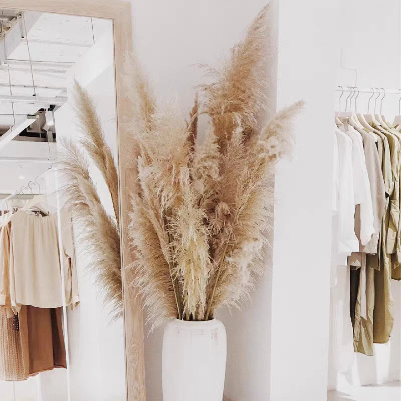 Large Reed Real Flower Dried Flower