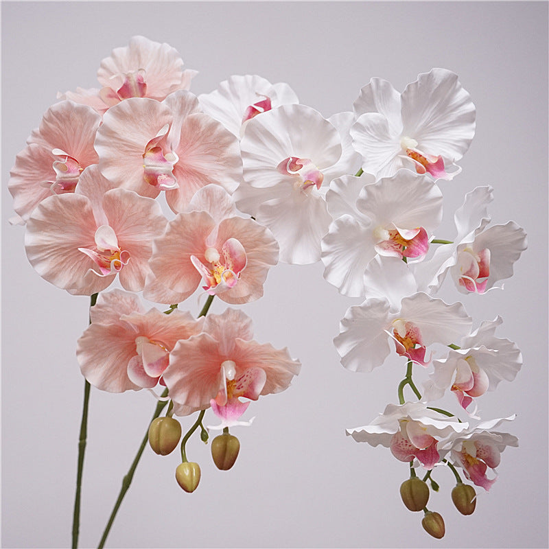 9 European-style Phalaenopsis