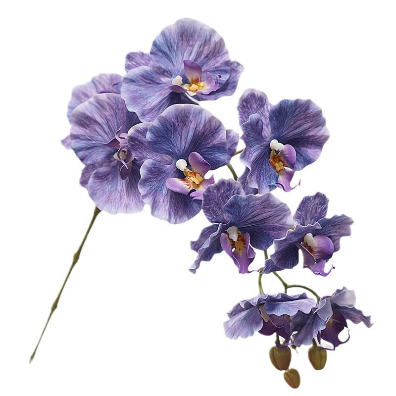 9 European-style Phalaenopsis