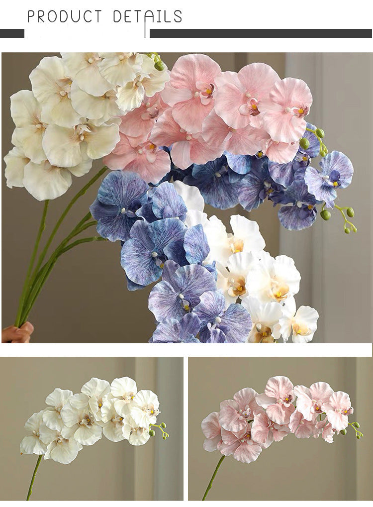 9 European-style Phalaenopsis Orchids