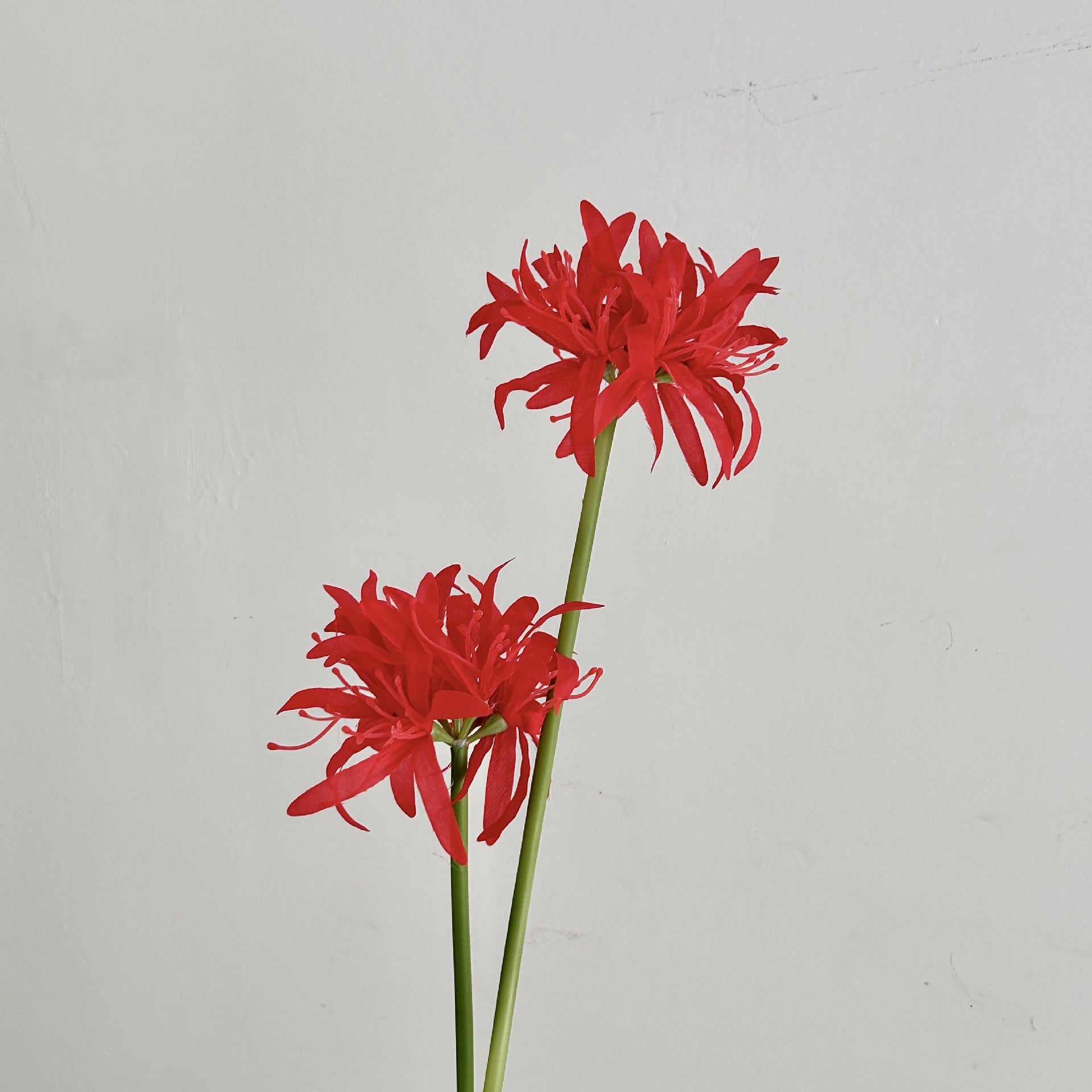 2 Heads of  Begonia Artificial Flowers Manzhushahua Fake Flowers