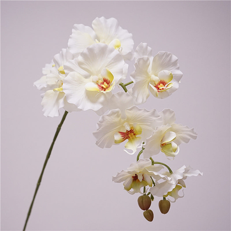 9 European-style Phalaenopsis