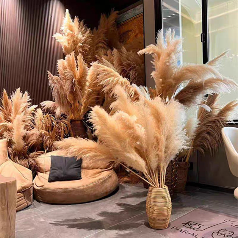 Large Reed Real Flower Dried Flower