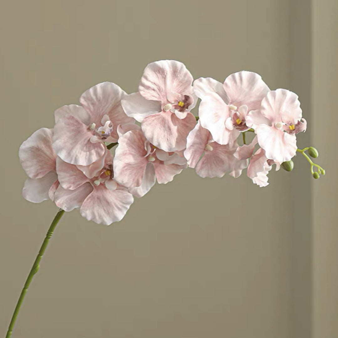 9 European-style Phalaenopsis Orchids