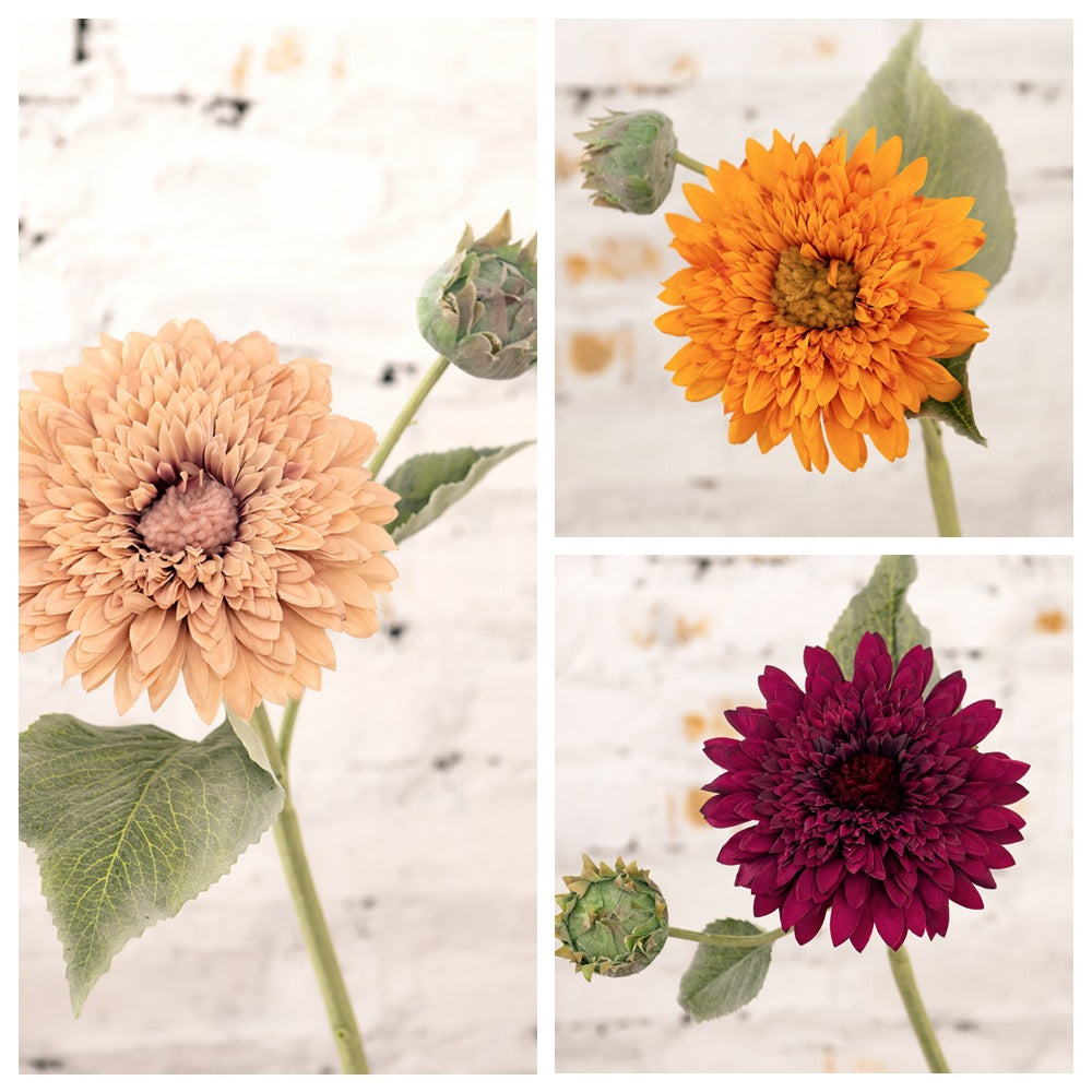 Teddy Bear Double Petal Sunflower 12pcs - 17.7in