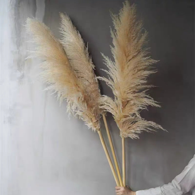 Large Reed Real Flower Dried Flower