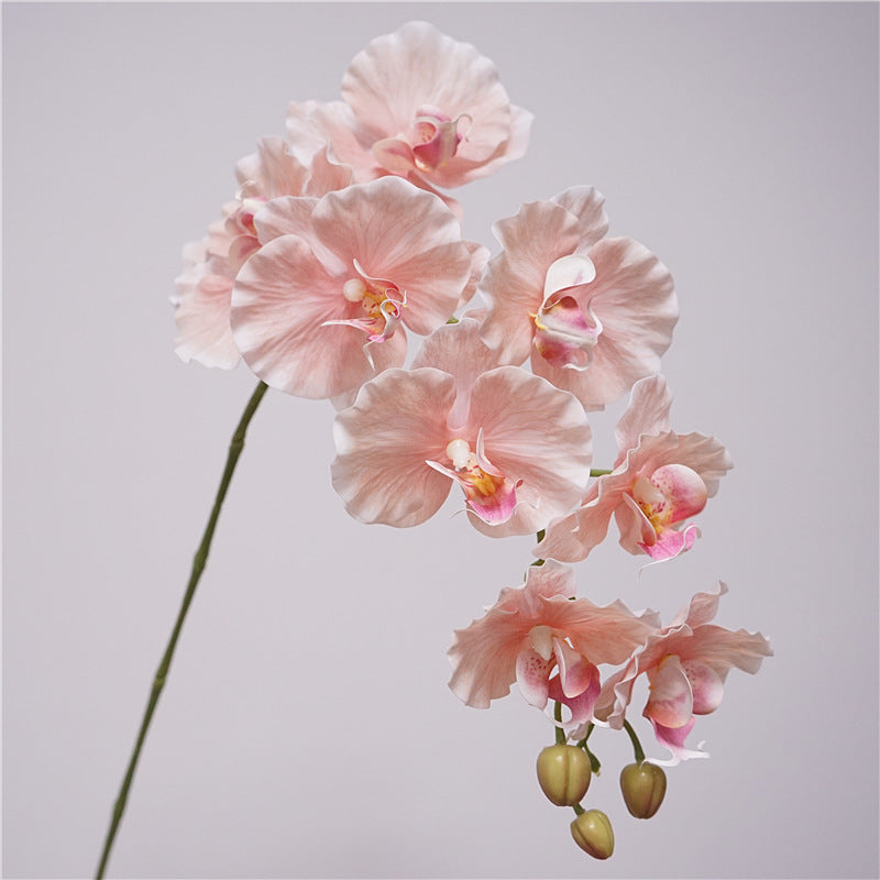 9 European-style Phalaenopsis