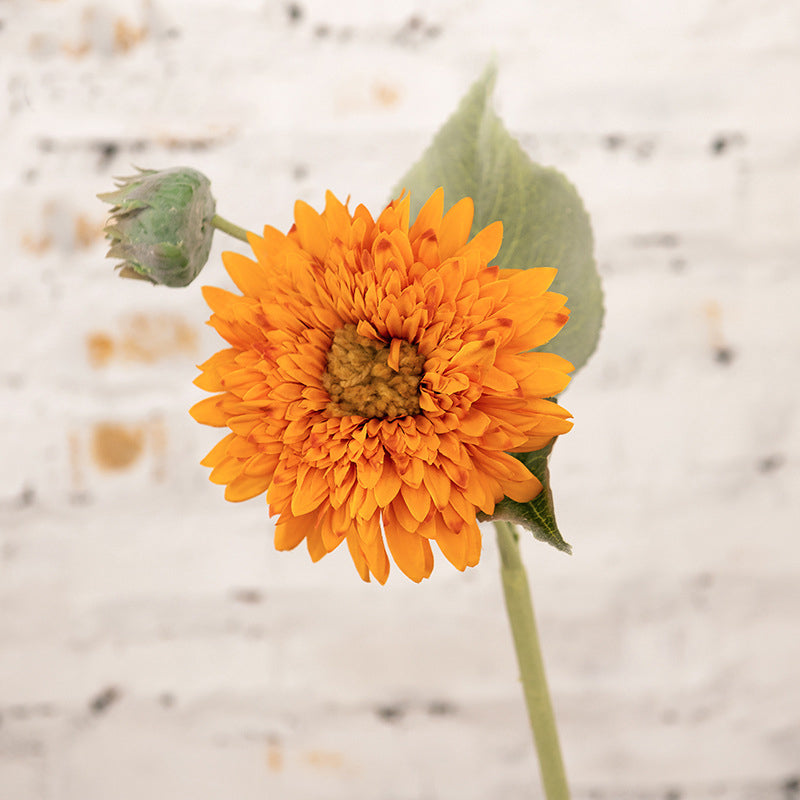 Teddy Bear Double Petal Sunflower 12pcs - 17.7in