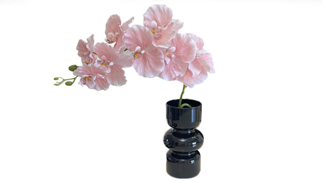 9 European-style Phalaenopsis Orchids