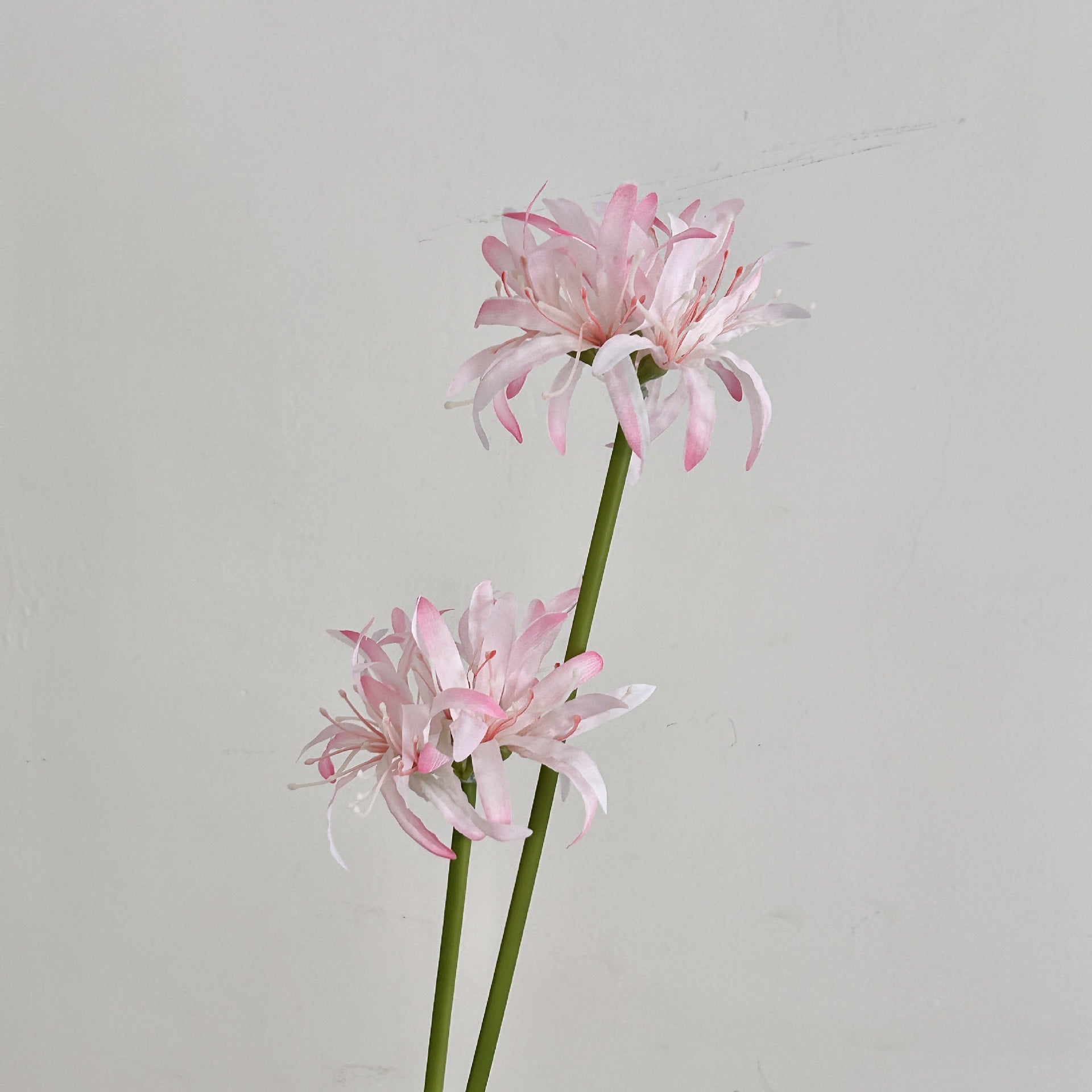 2 Heads of  Begonia Artificial Flowers Manzhushahua Fake Flowers
