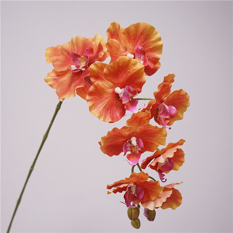 9 European-style Phalaenopsis
