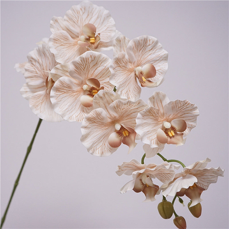 9 European-style Phalaenopsis