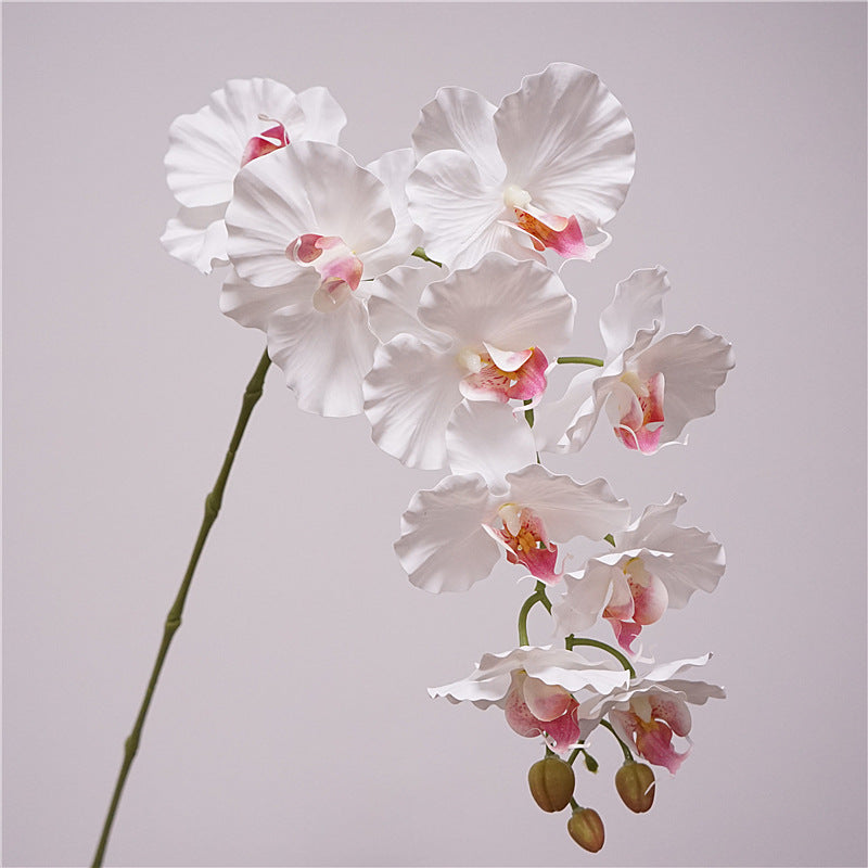 9 European-style Phalaenopsis