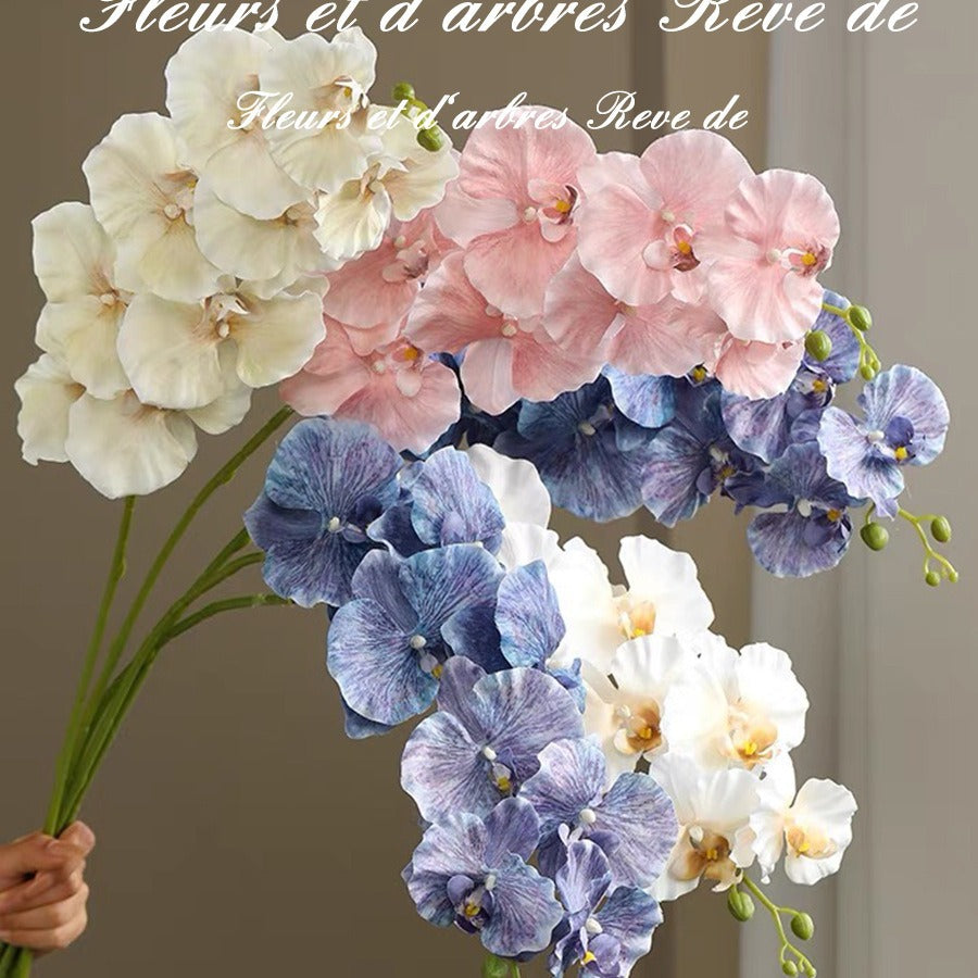 9 European-style Phalaenopsis Orchids