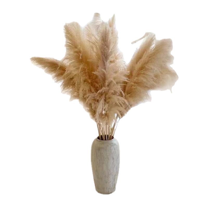 Large Reed Real Flower Dried Flower