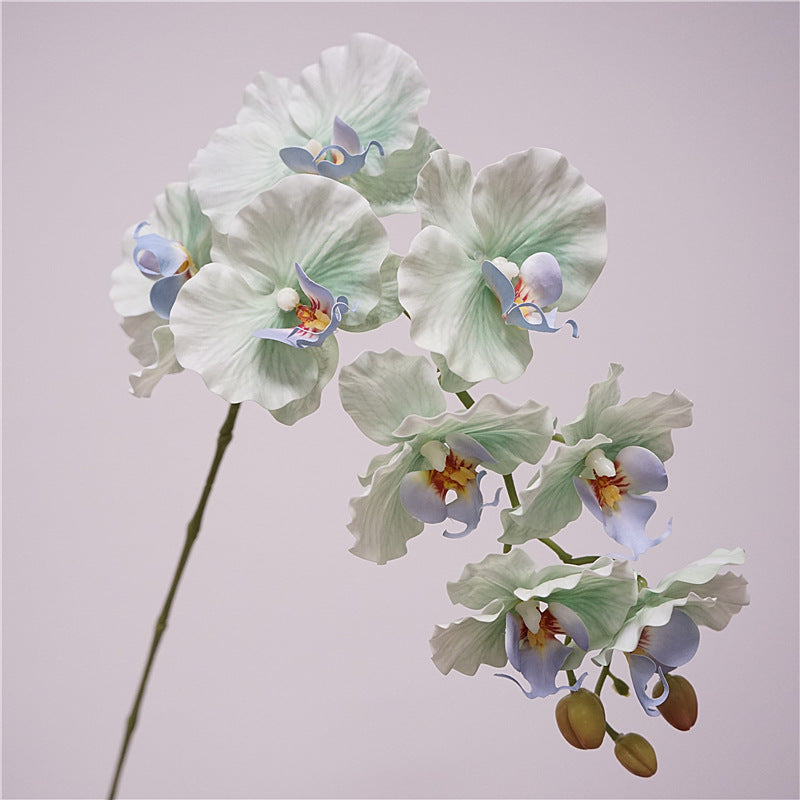 9 European-style Phalaenopsis