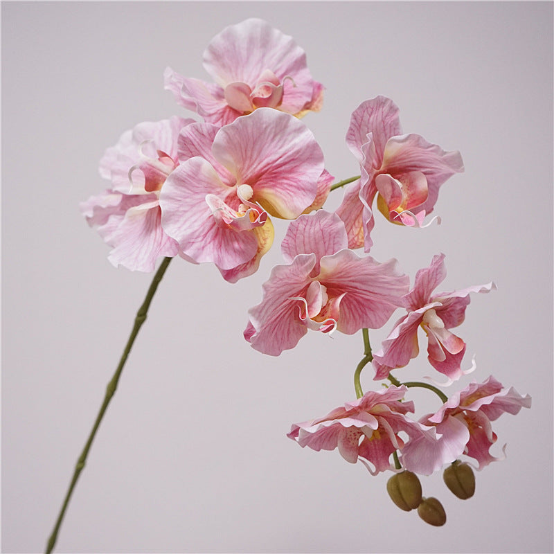 9 European-style Phalaenopsis