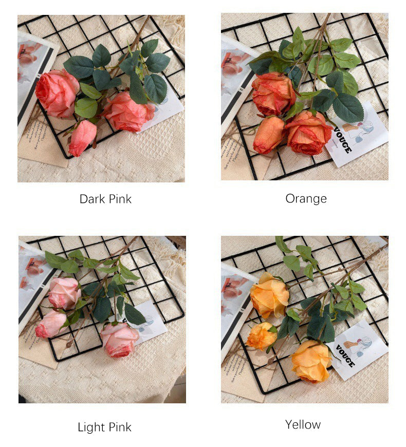 3 Manta Roses