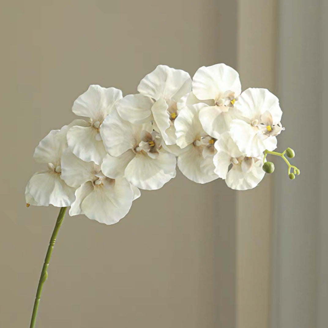 9 European-style Phalaenopsis Orchids