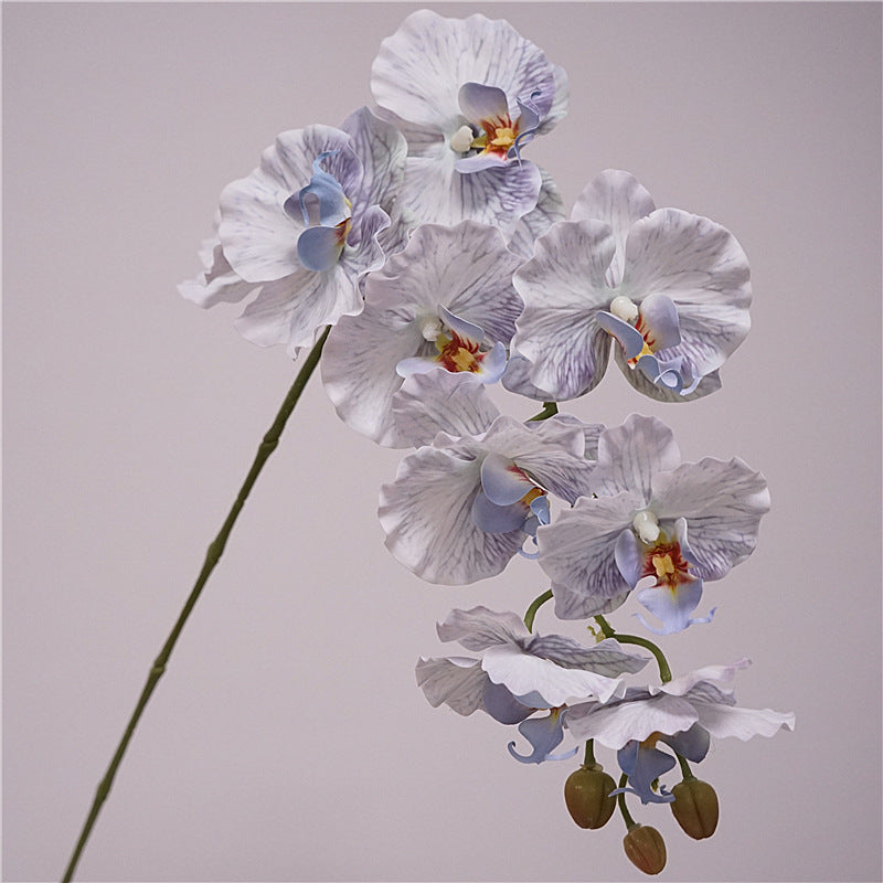 9 European-style Phalaenopsis