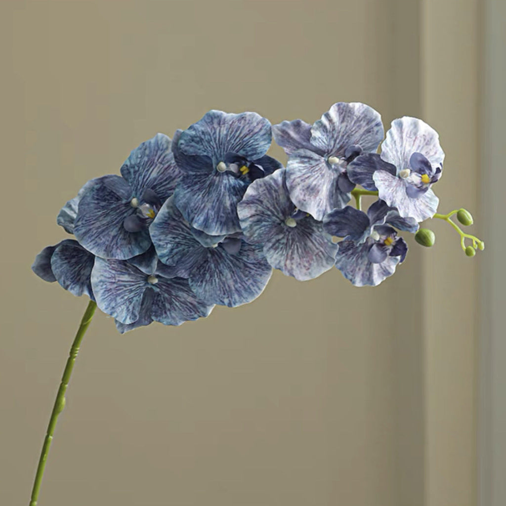 9 European-style Phalaenopsis Orchids